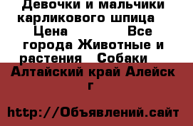 Девочки и мальчики карликового шпица  › Цена ­ 20 000 - Все города Животные и растения » Собаки   . Алтайский край,Алейск г.